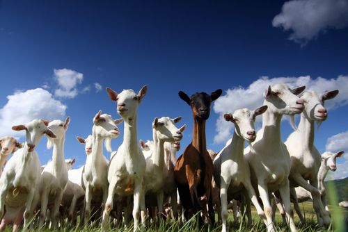 Goats Have Accents: Study