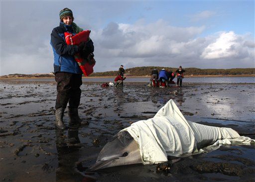 Cape Cod Awash in Mass Dolphin Strandings