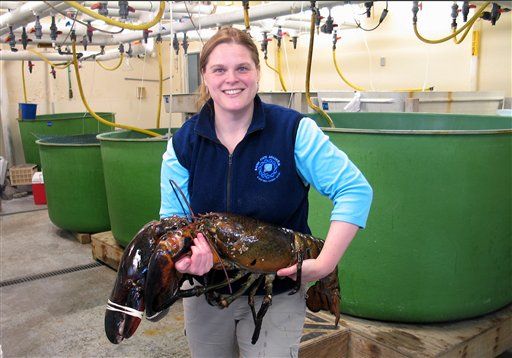 Maine Reels in Record-Size Lobster