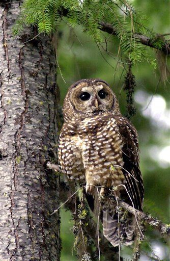 To Save Owls, Gov't Wants to ... Kill Owls
