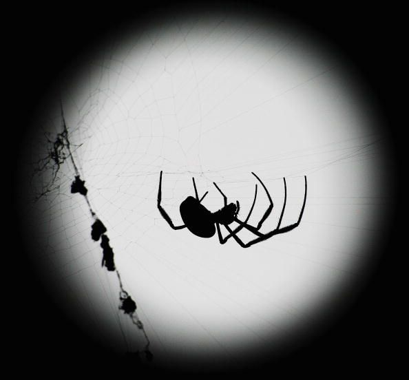 Spider Silk Spun Into Violin Strings