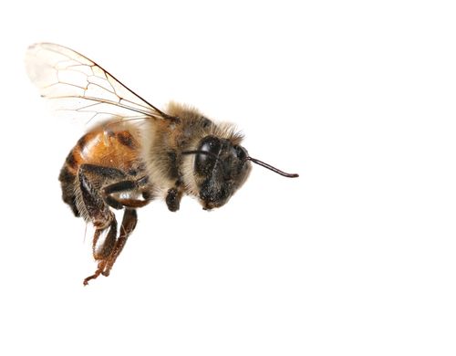 Bees Might Have Personalities