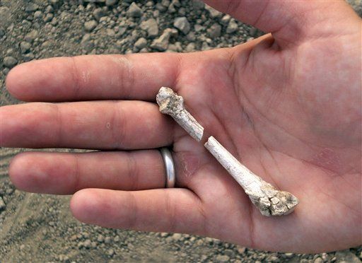 Scientists Find Bones of Another Pre-Human Walker