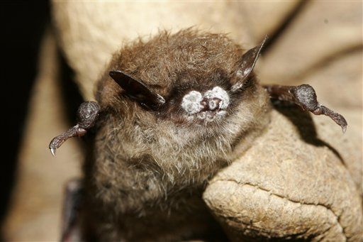Deadly Bat Fungus Moves West of Mississippi