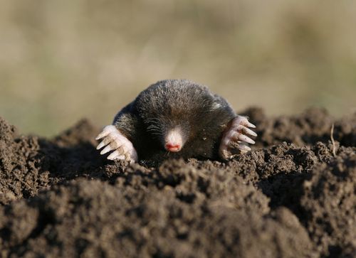 Fox News: We've Found Gawker's Mole