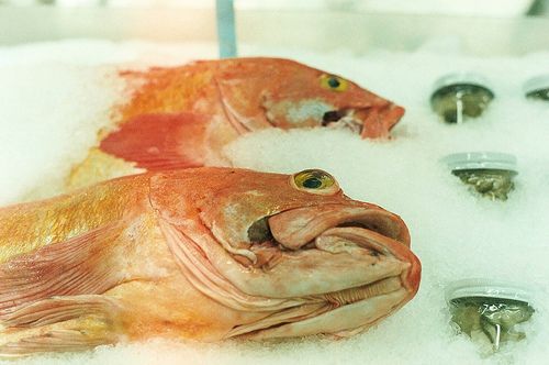 Scottish Taste Testers Sample Gas Leak Fish