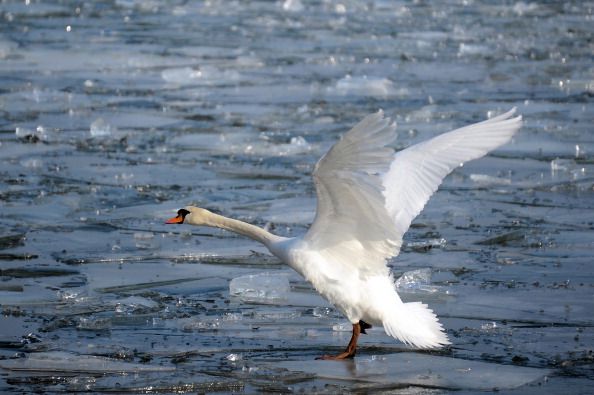 Kayaker Dies After Tussle With Angry Swan