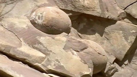 Chechnya Claims to Have Found Giant Dinosaur Eggs