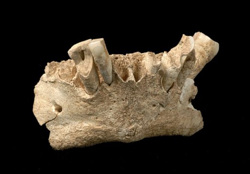 New Fossil Rocks Human History