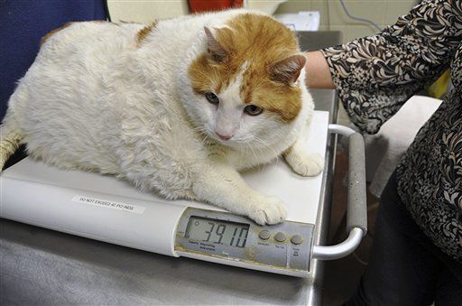 Huge Cat Finds Its Way to Animal Shelter