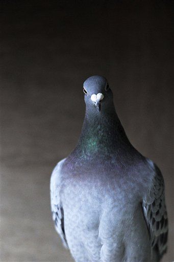 Pigeons Have Their Own GPS