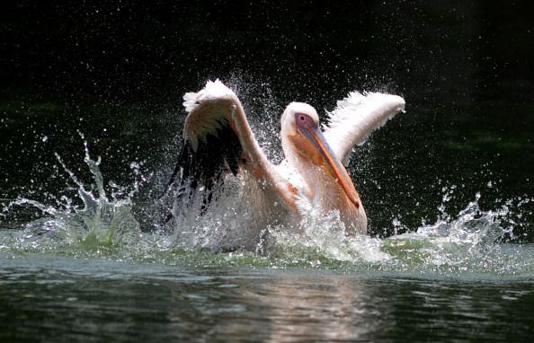 500 Pelicans Dead on Peru Beaches