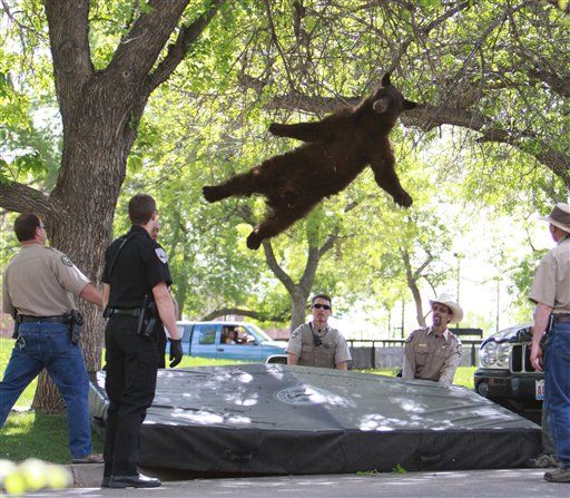 Bear Who Went to College Killed by Car