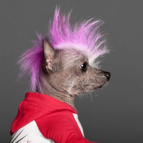 Going Punk: Your Pets