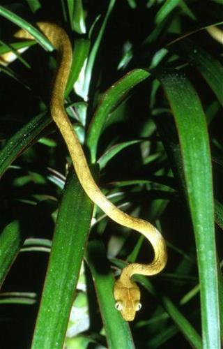 Tiny Guam Battles 2 Million Snakes