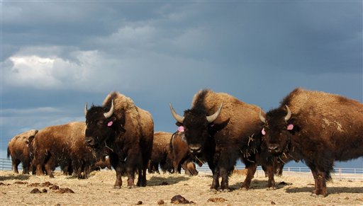 Lawmakers Consider 'National Mammal': Bison