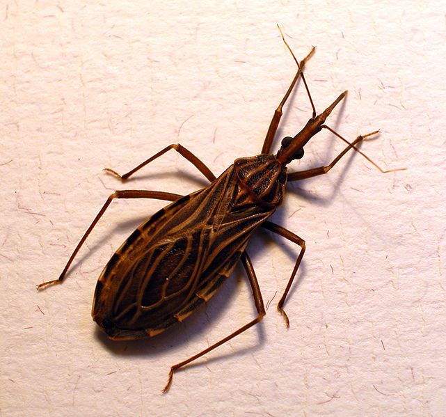 Chagas Disease 'New AIDS of the Americas'