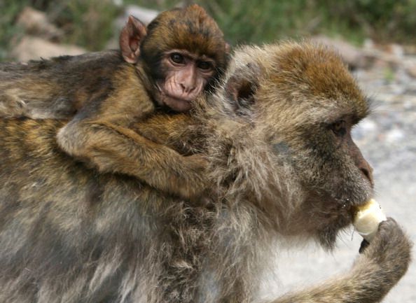 Drug Cocktail Cures Ebola in Monkeys