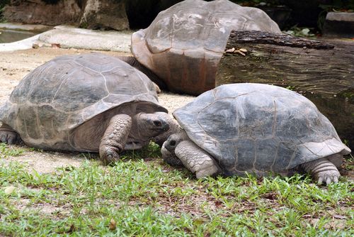 Tortoises Break Up —After a Century Together