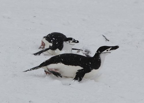 Heat's On: 36% of Penguin Colony Decimated