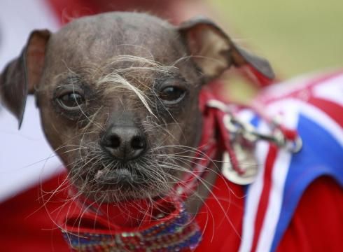Mugly Is 'World's Ugliest Dog'