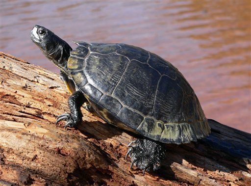 1,600 Turtles Flee Georgia Farm