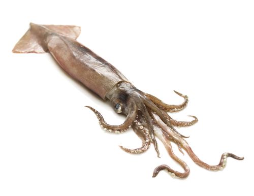 Sex Romps Leave Squid Dangerously Fatigued
