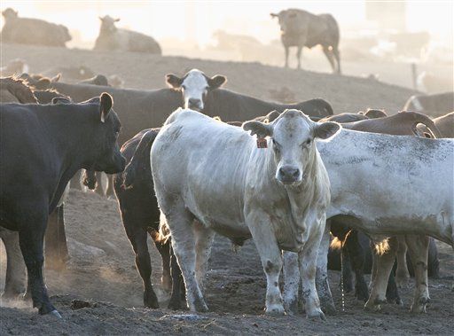 Drought Forcing Ranchers to Sell Cattle