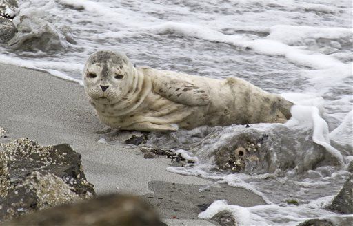 Bird Flu Jumps to Seals, Could Threaten Humans