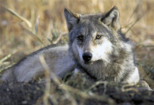 Activists Fear for Dogs in Wisconsin Wolf Hunts