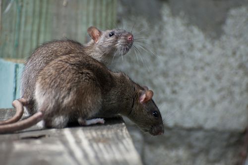 One of World's Last Rat-Free Zones Finds ... Rats