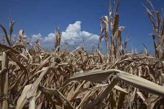 Drought-Ravaged Farmland Selling for More Than in 2011