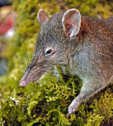 New Rat Discovered— and It Doesn't Gnaw