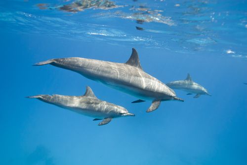 Dolphins Can't Sleep Because of Annoying Tourists