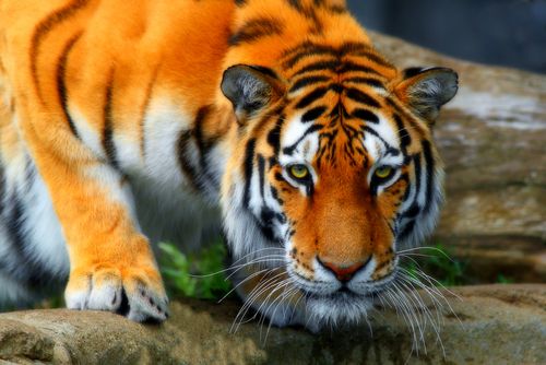 Tigers Adapt to Avoid Humans