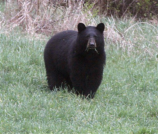 West Hit With 'Bear Epidemic'