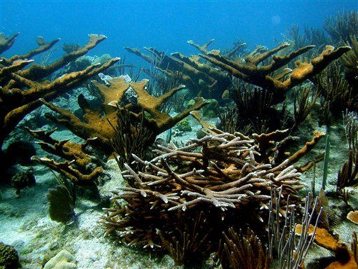 Caribbean Coral Reefs Are Mostly Dead