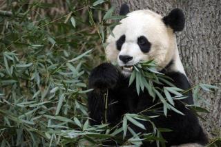 Liver Defect May Have Killed Panda Cub