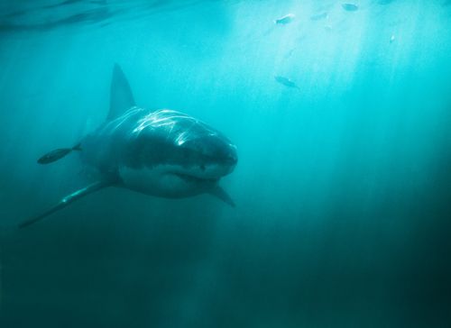Australia Will Now Kill Sharks on Sight