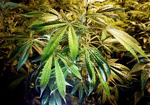 Cops: Suspect Tried to Eat Marijuana Plant