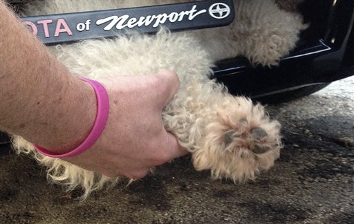 Dog Survives 11-Mile Ride Wedged in Car's Grille