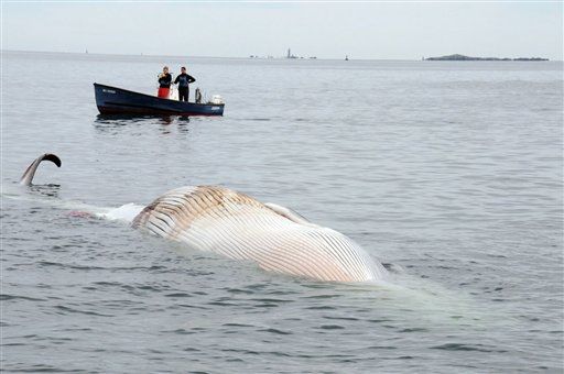 Dead 50-Foot Whale Found in Boston Harbor