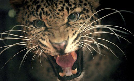 Wild Leopard Ate 15 Women, Children: Officials