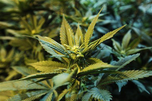 Colo., Wash. Face Showdown With Feds Over Legal Pot