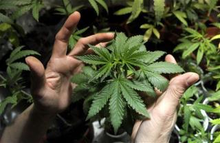 Pot-Machine Maker: Dudes, Stop Buying Our Stock