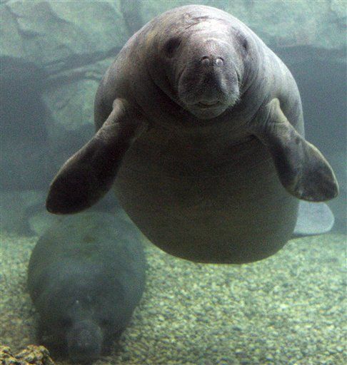 Woman Arrested After Riding a Manatee