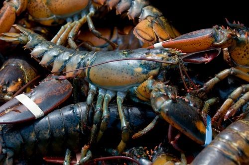 Warm Weather Turning Lobsters Into Cannibals