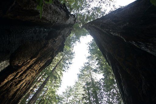 World's Oldest Trees Dying at Alarming Rate