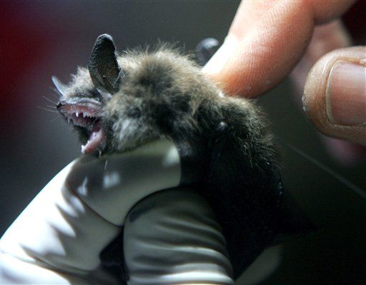 Bat Die-Off Offers Clues in AIDS Fight