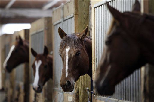 Europe Now Scared to Eat US Horse Meat